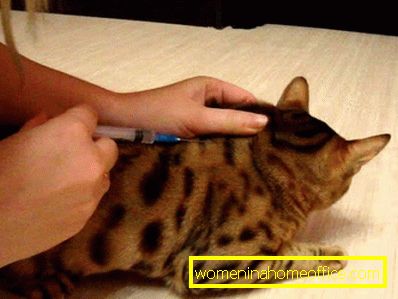Phosprenil är en utmärkt metod för förebyggande som rekommenderas att ge om katten har kontaktat ett infektiöst djur.